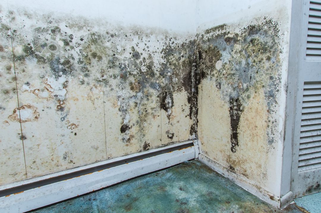Black mould